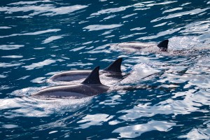 Spinner Dolphin   Kauai Hawaii 9767